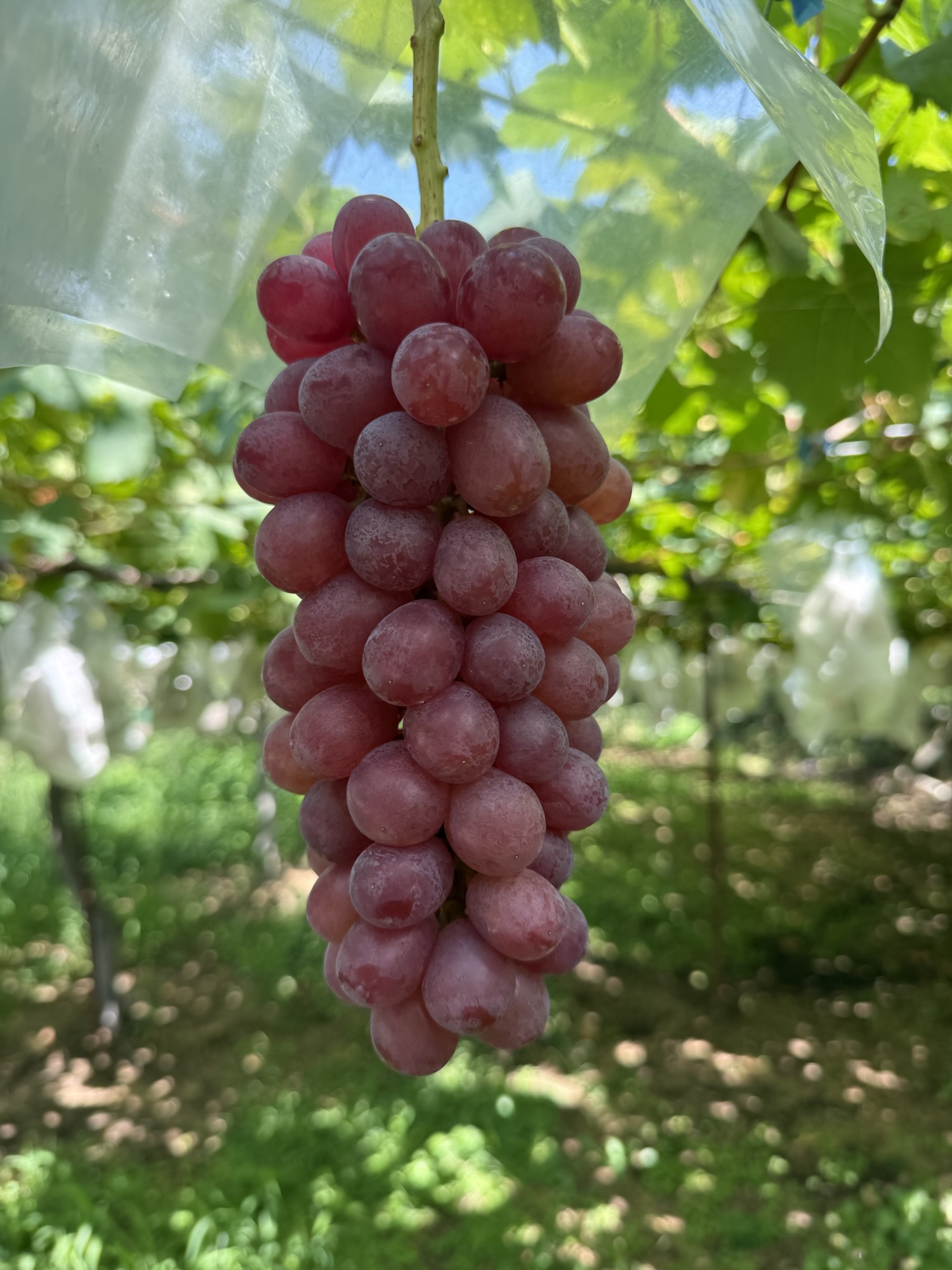 2025年度のシャインローズ予約発送受付について – ぶどう狩り