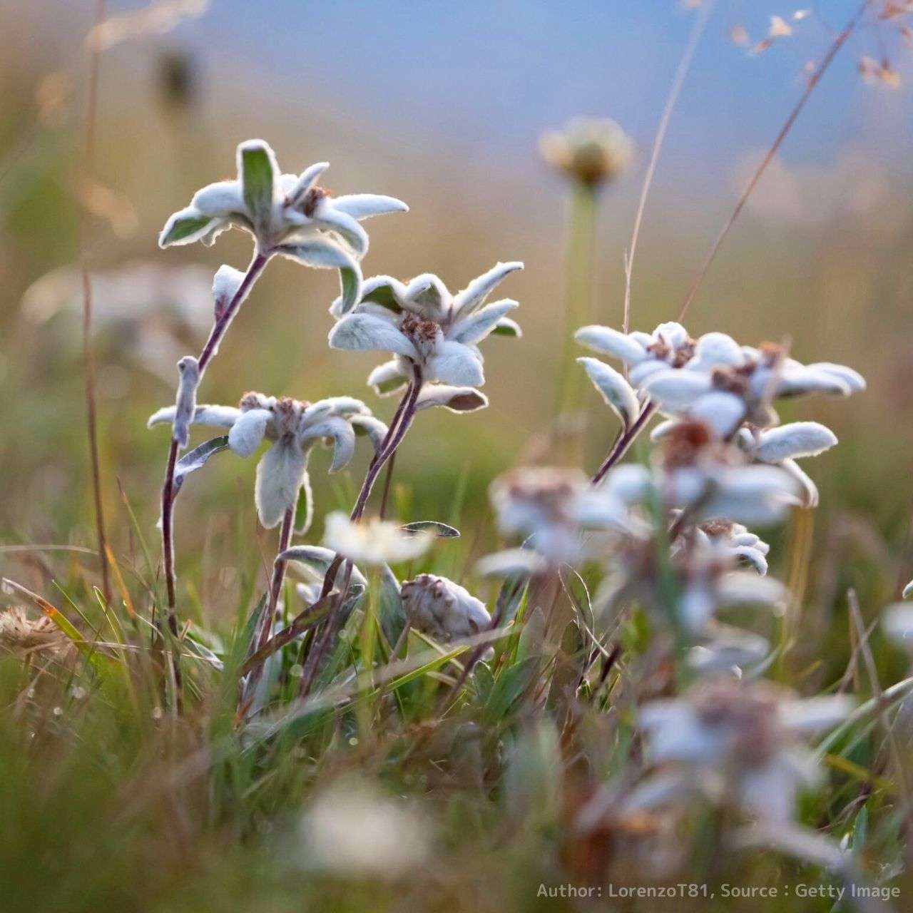 エーデルワイス (セイヨウウスユキソウ) – 取り扱い植物の説明と育て方