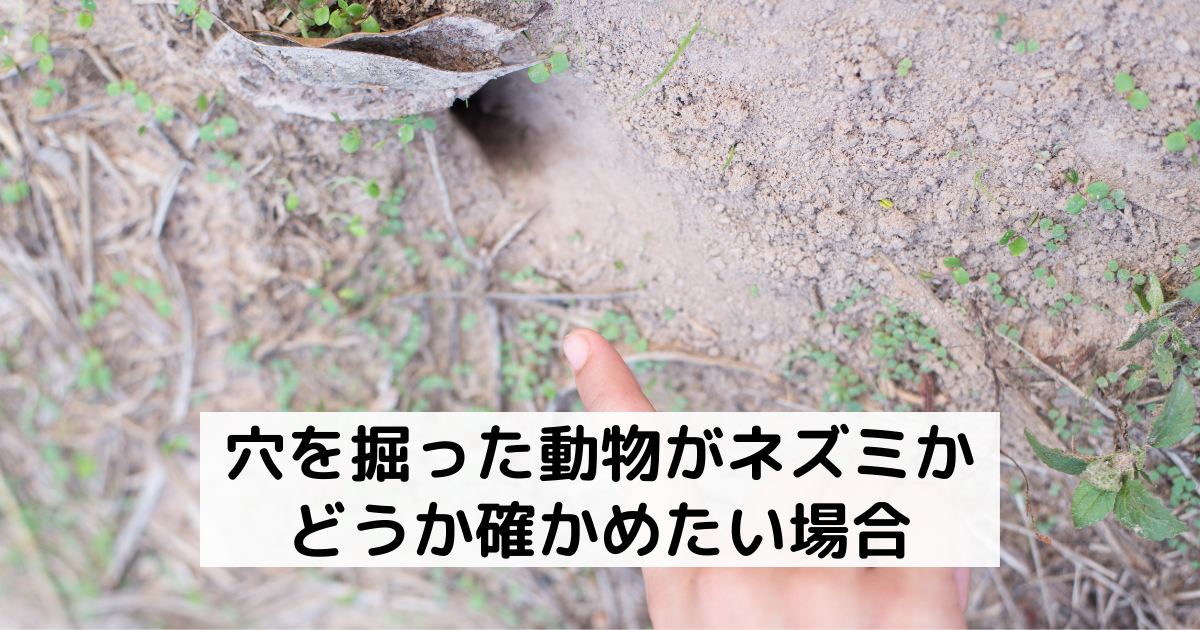 庭に穴がある…ネズミ？モグラ？見分け方と行うべき対策をプロが解説