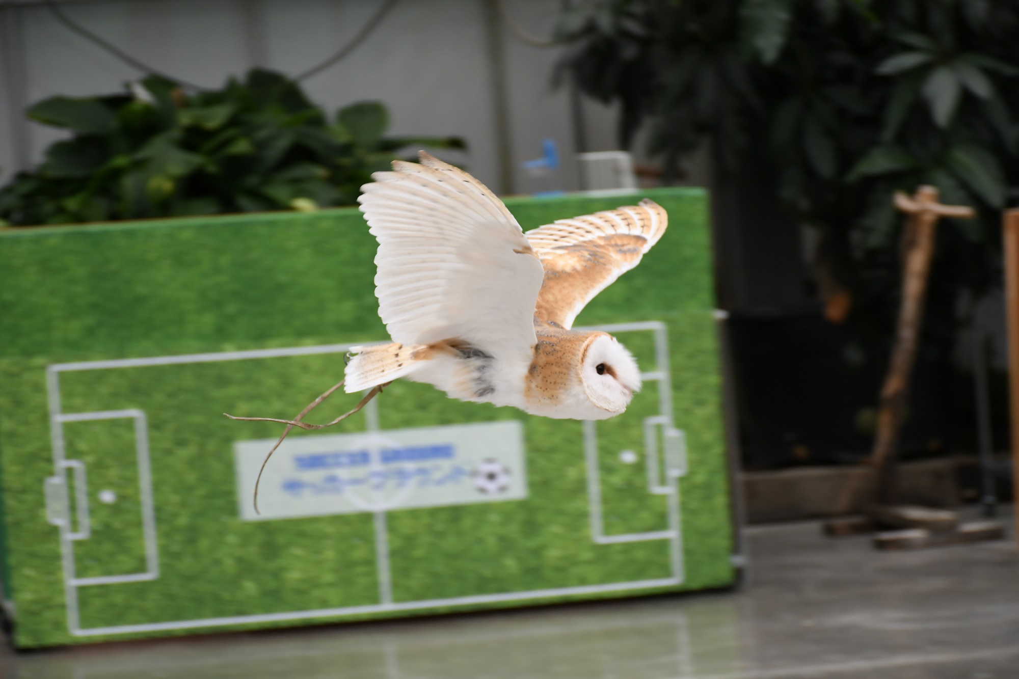 フクロウ雑学まとめ】特徴が分かるふくろう豆知識14個！｜くるるの野望