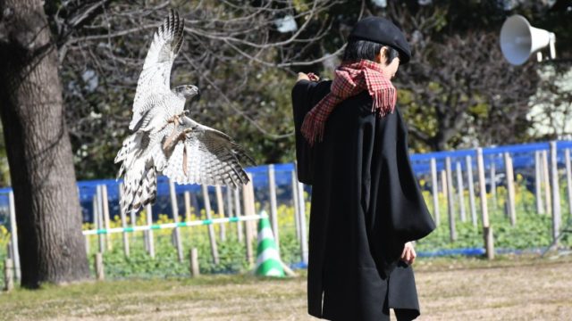 ビル屋上からタカが舞う！浜離宮庭園の諏訪流放鷹術【2020年開催情報