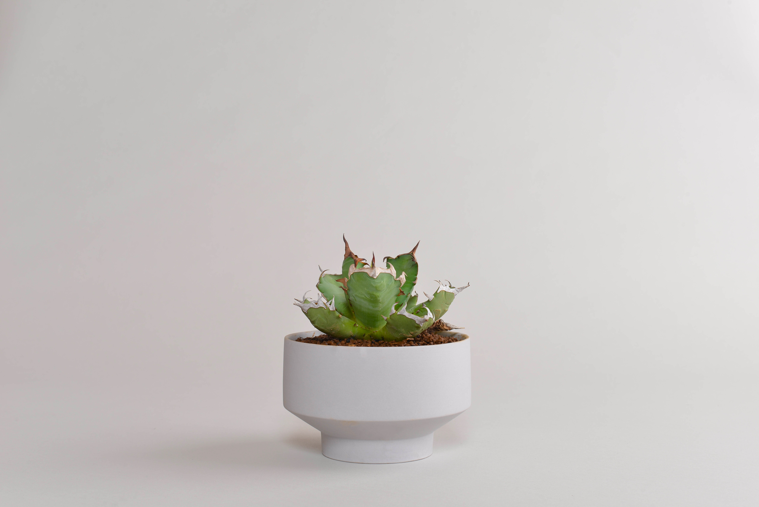 アガベ チタノタ｜姫厳竜 – 草物語｜公式ウェブサイト