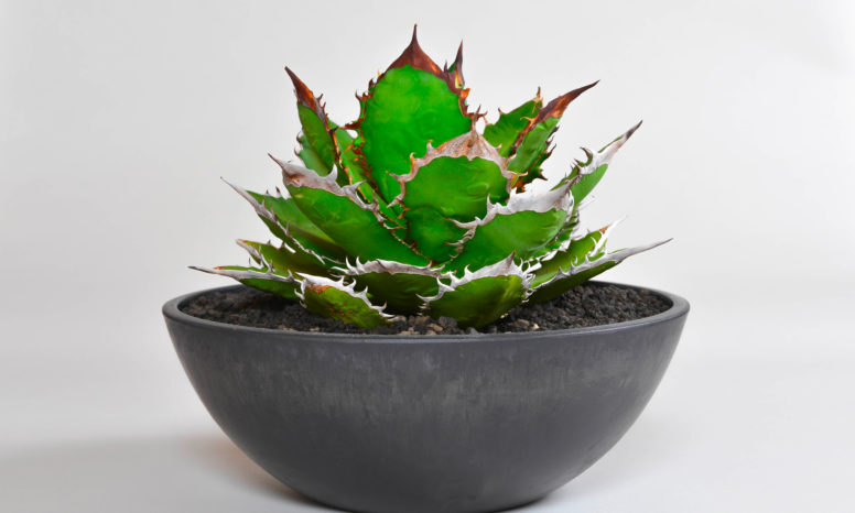 アガベ ユタエンシス｜エボリスピナ（陽炎・短葉型） – 草物語｜公式