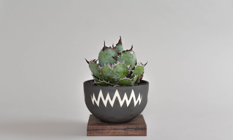 アガベ ユタエンシス｜エボリスピナ（陽炎・短葉型） – 草物語｜公式