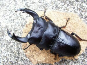 2015年野外採集の方法（国産オオクワガタ） | クワガタ・カブトムシ