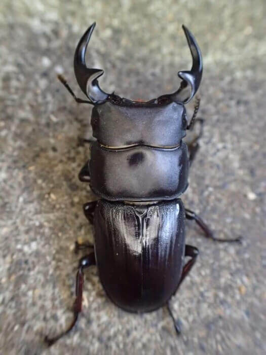 クワガタ野外採集記（昆虫採集記）2016年【No.26】ワイルド（野外品