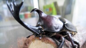 カブトムシ飼育マニュアル | クワガタ・カブトムシ飼育情報 | 月夜野