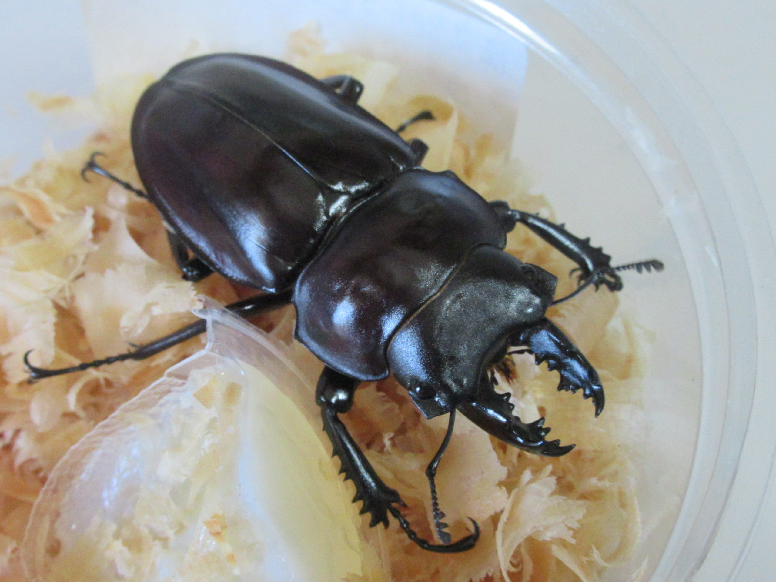 ヤエヤママルバネクワガタをヤフオクで購入、お値段は？