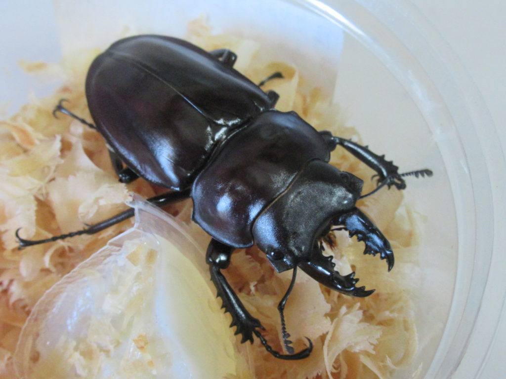 押さえておきたいヤエヤママルバネクワガタ飼育のコツ