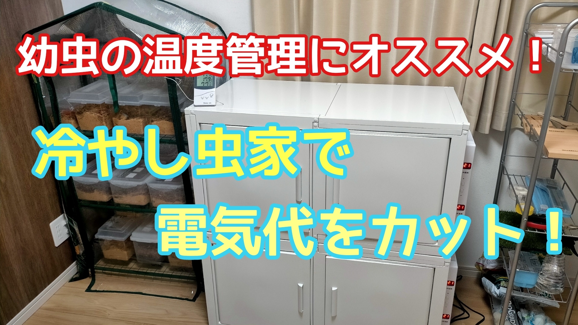 冷やし虫家で幼虫の温度管理！エアコン不要でコスト削減！！使用感や