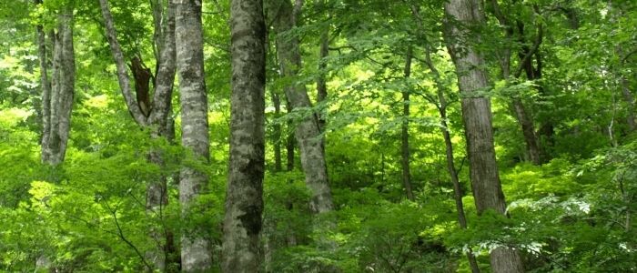 富山のクワ貧】クワガタ、カブトの専門店 生体やオリジナル用品を全国