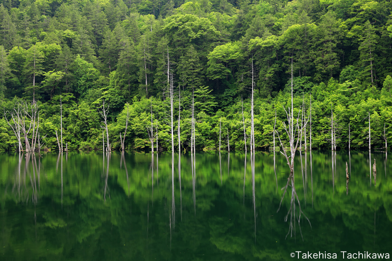 木立が印象的な初夏の自然湖｜UnoFOTO 京都写真美術館