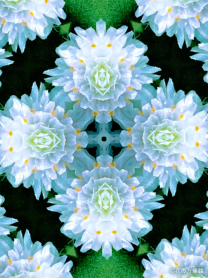 花の万華鏡18｜UnoFOTO 京都写真美術館