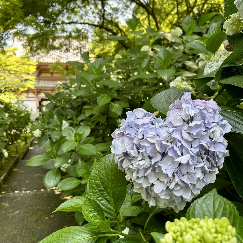 紫陽花色づき始め6／久安寺公式サイト