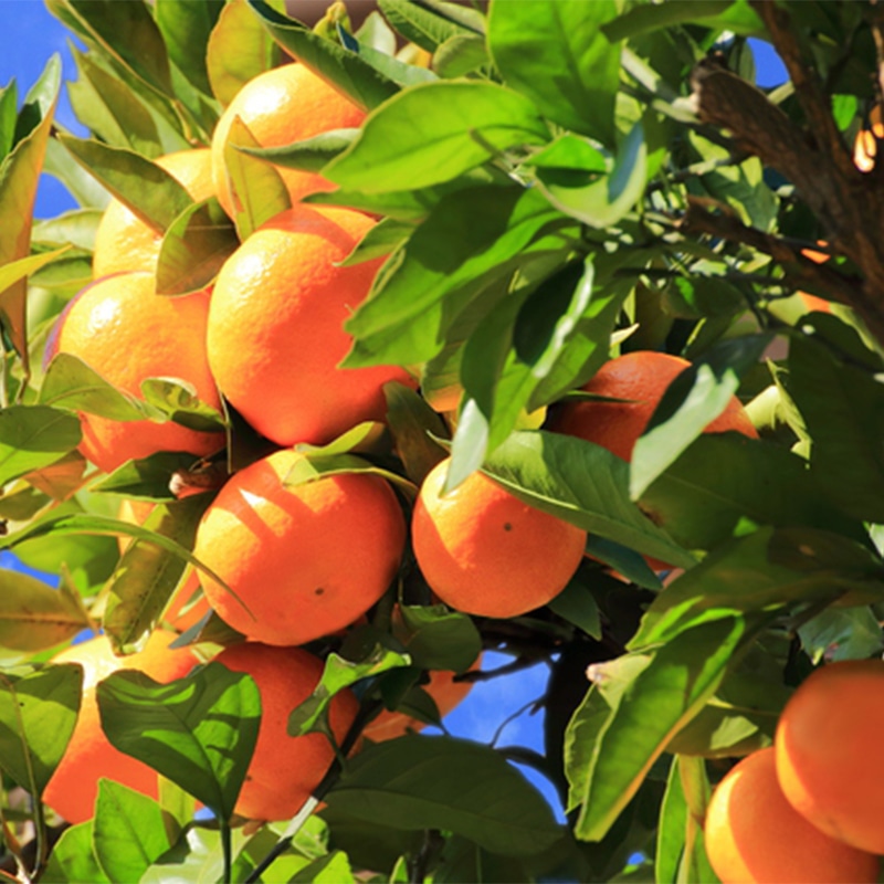 三野のはれひめみかん（5kg箱入） | Lacycle mall（ラシクルモール）