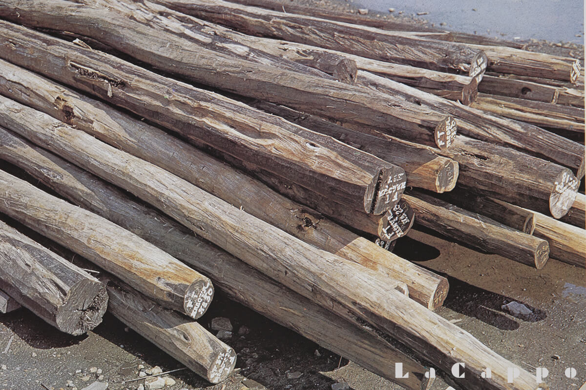 本鉄刀木（タガヤサン）について – ステッキ専門店【ラカッポ】