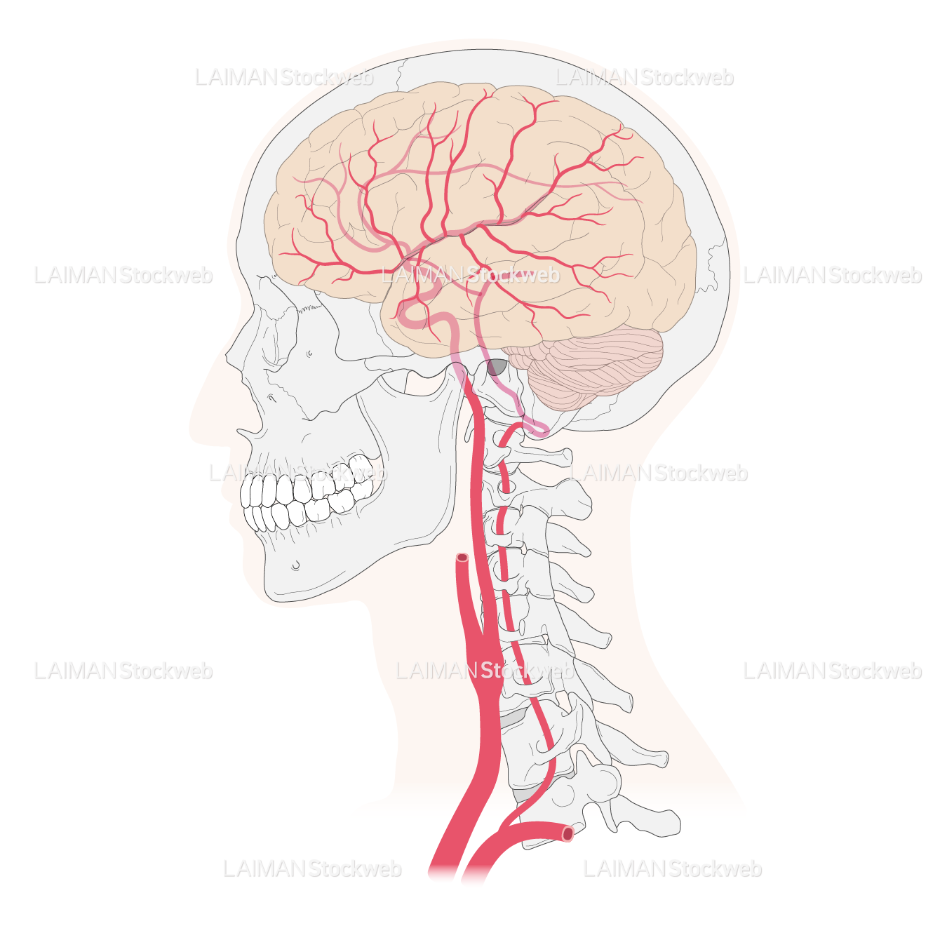内頚動脈系・椎骨動脈系の走行 – LAIMAN Stockweb