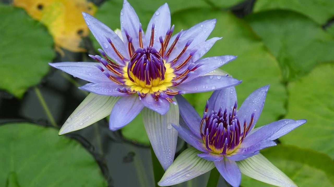 青い睡蓮 – Lakpura®