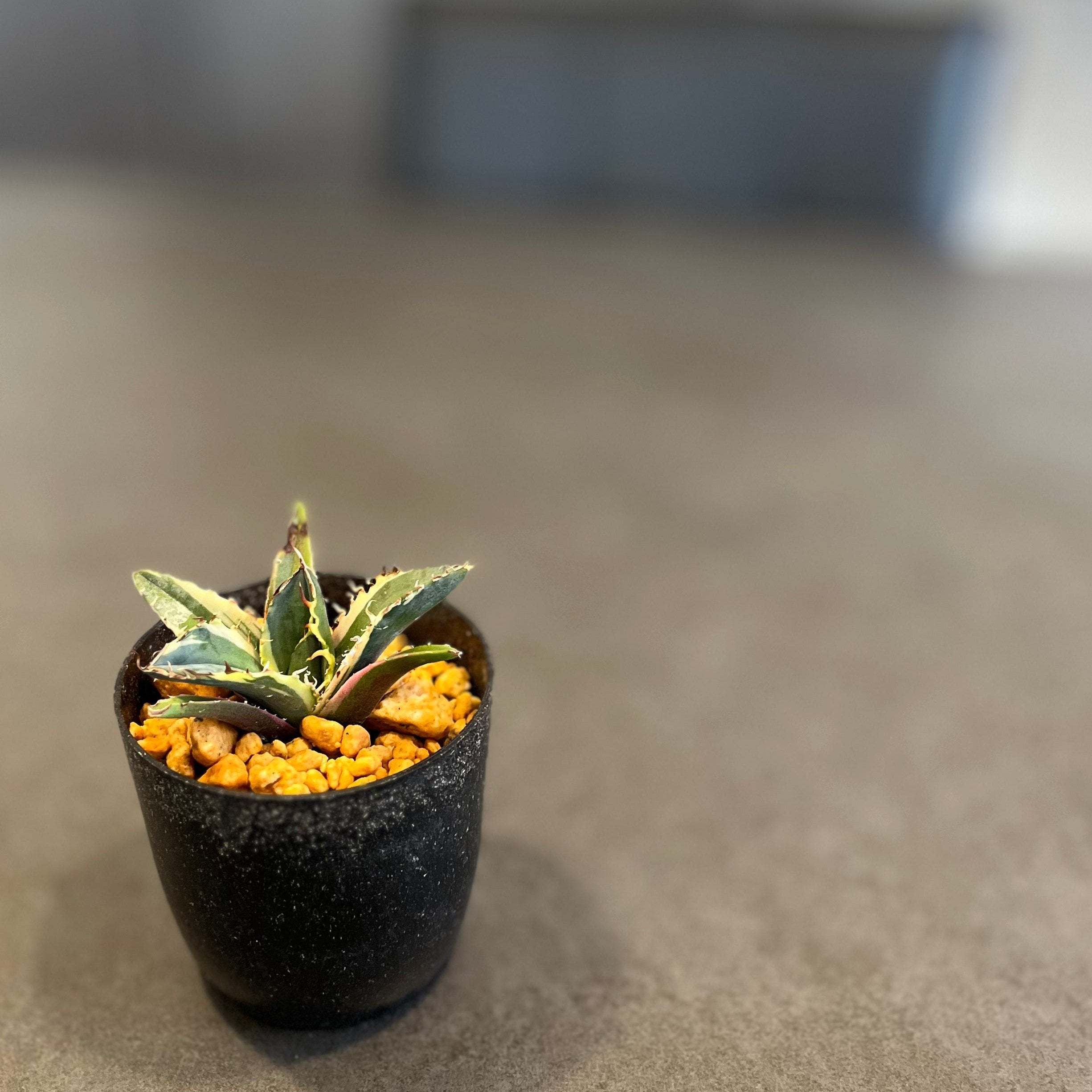 アガベ チタノタ 白鯨錦 覆輪斑 Agave Titanota 発根済み 鉢付き