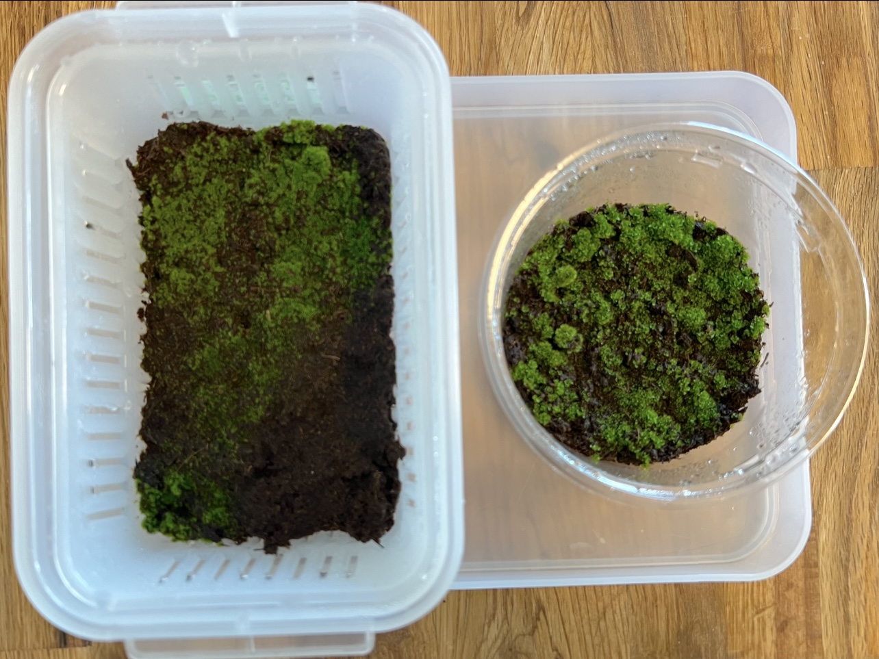 2024年版】ビカクシダ・リドレイ(P. ridleyi)の胞子培養チャレンジ