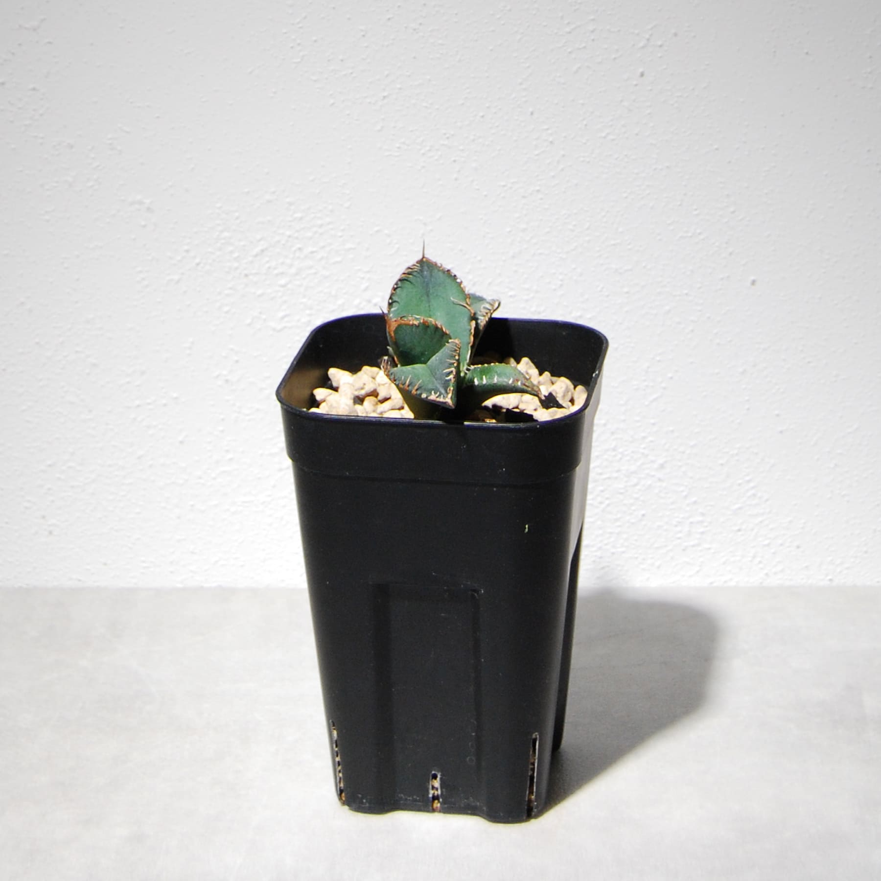 アガベ チタノタ 悪魔（スーパーチタノタ）205 – linkplants -リンク