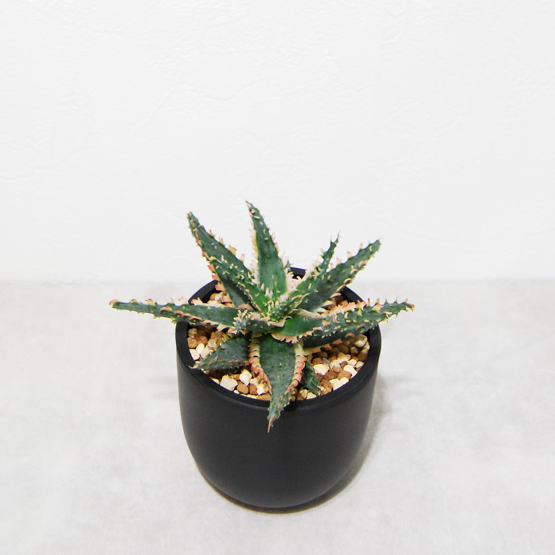 アロエ ハイブリッド【Aloe hybrid】009 – linkplants -リンクプランツ-