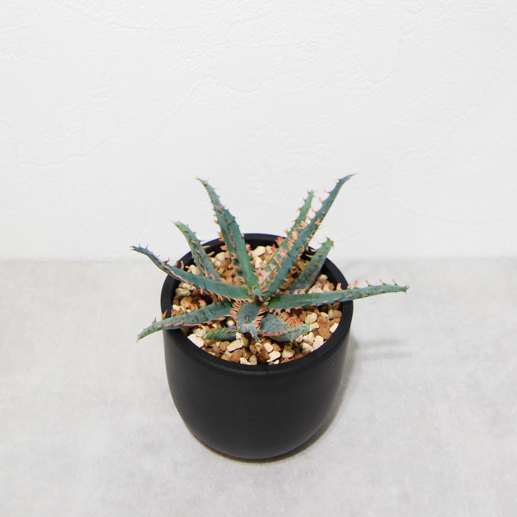 アロエ ハイブリッド【Aloe hybrid】010 – linkplants -リンクプランツ-