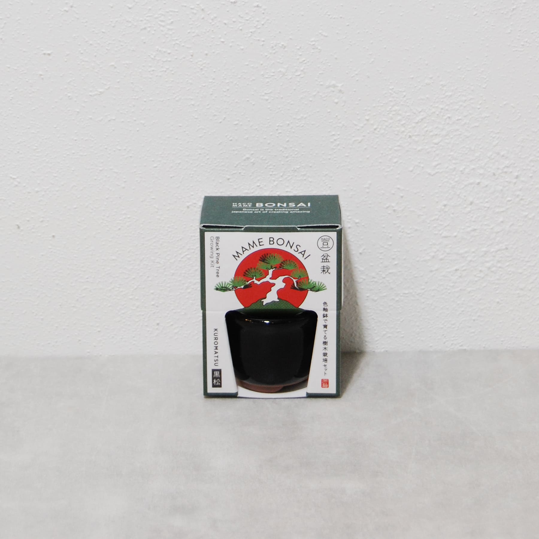 HACO MAME 盆栽栽培セット（黒松・赤松・五色唐辛子・もみじ