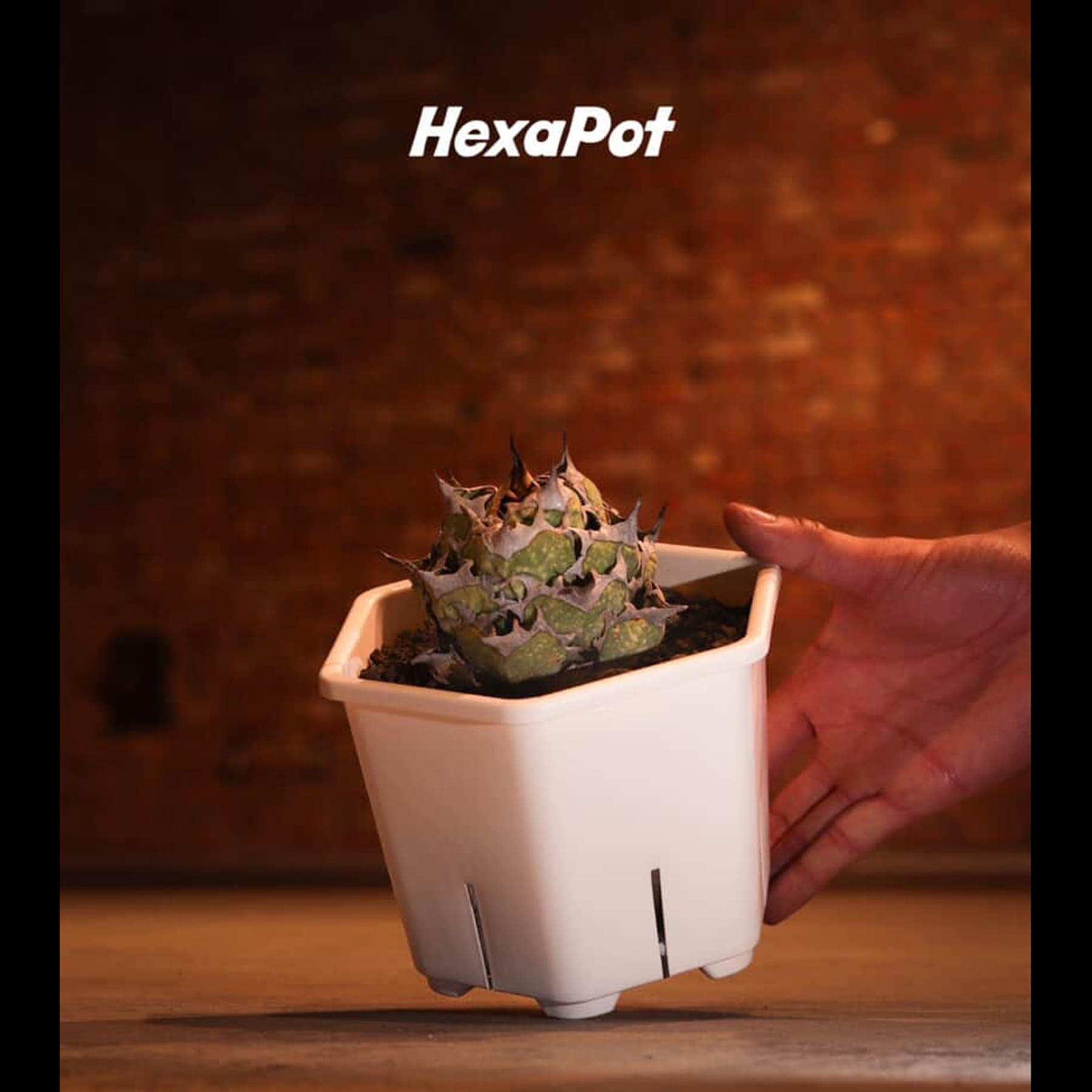 HexaPot（ヘキサポット）六角形プラ鉢 5号相当 – linkplants -リンク