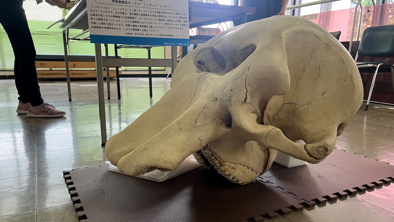 いのちの博物館だより