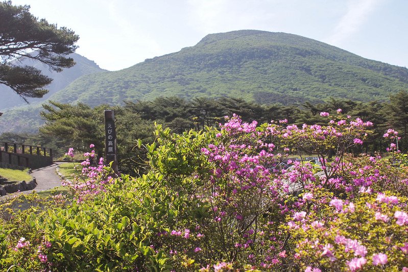 九州】韓国岳(霧島山) ミヤマキリシマ ～ 蝉のなく緑道、夏がはじまる