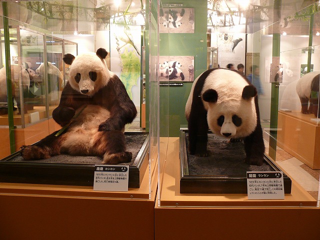 上野のパンダ全員集合 090206 : mamataroおでかけ日記