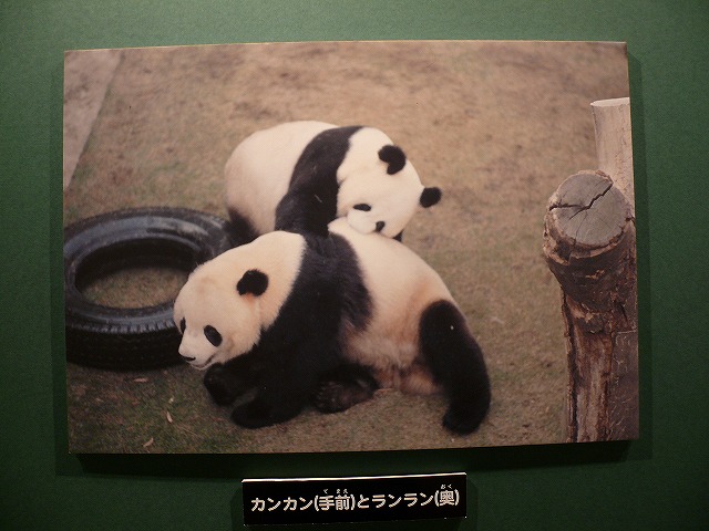 上野のパンダ全員集合 090206 : mamataroおでかけ日記