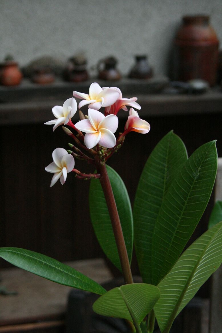 プルメリア 'ディバイン' : 田中 哲のブログ