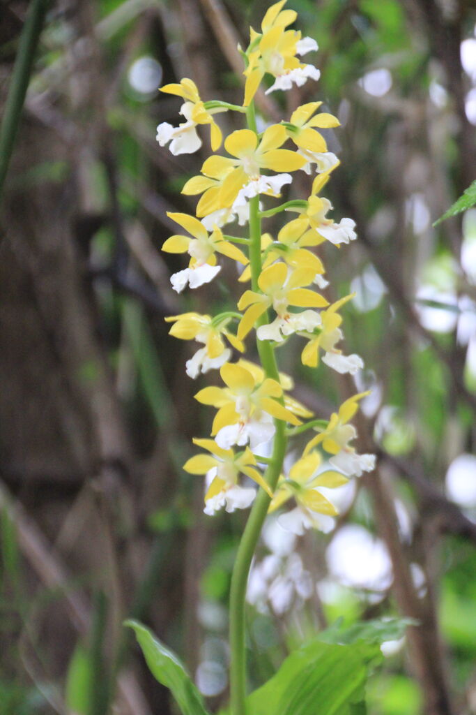 美しきエビネ（海老根、えびね蘭）達に惹かれて : 田中 哲のブログ
