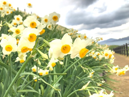 2025 見頃を迎えたかな？「のもざき水仙まつり」（長崎市野母崎町