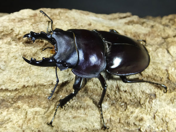 ワイルド！！チャイロマルバネ＆ヤエヤママルバネ : カブトクワガタ