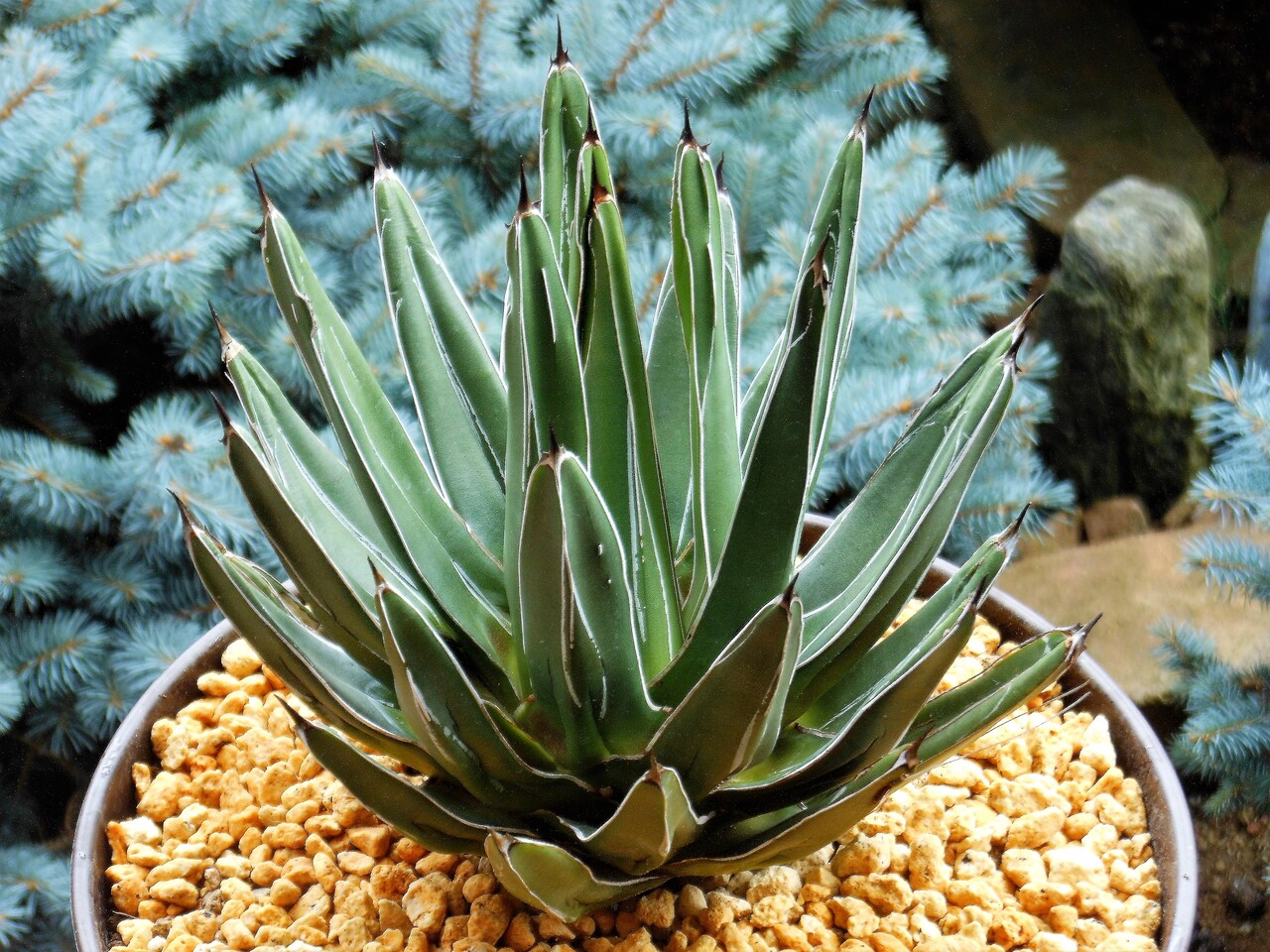 アガベ』【笹吹雪】(ニッケルシー)(フェルディナンディ・レジス