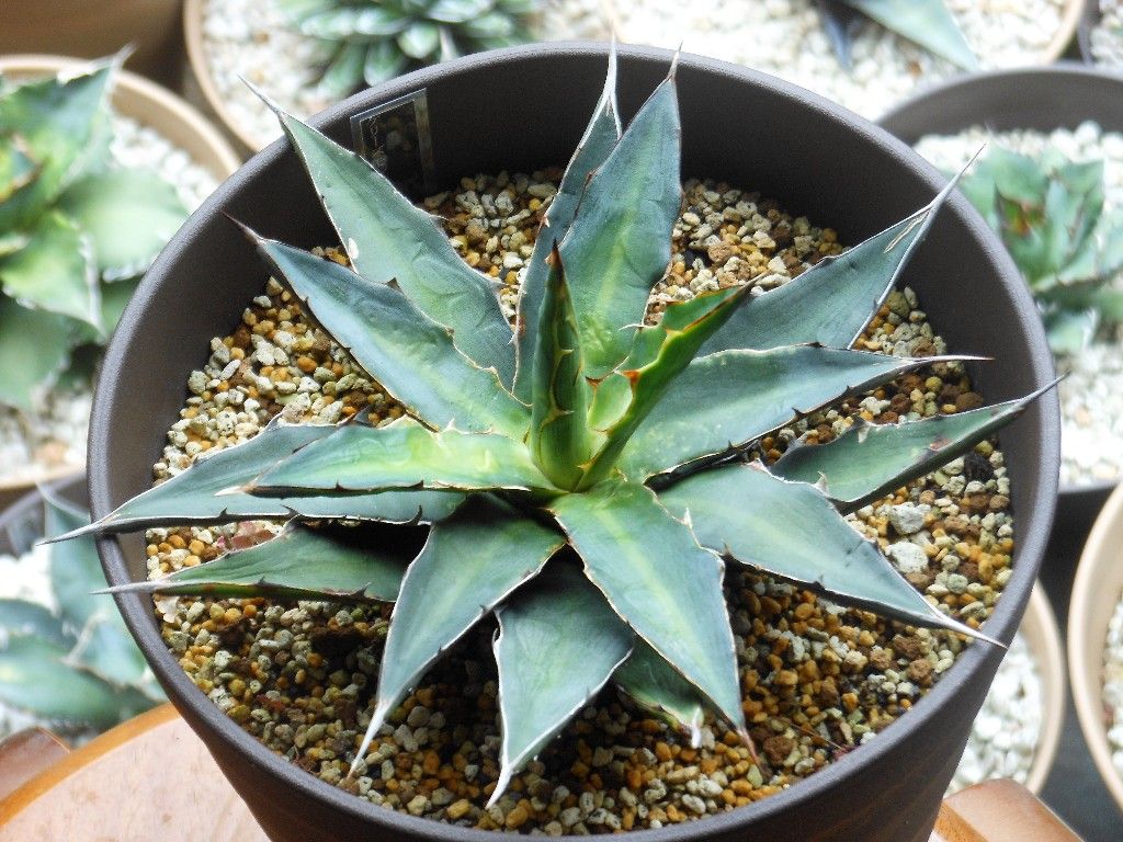 アガベ』 【ケリーズ モンスター】 : 【My Favorite Plants】