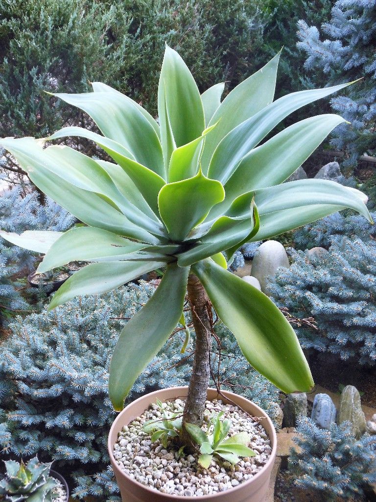 アガベ』 【アテナータ】2 : 【My Favorite Plants】