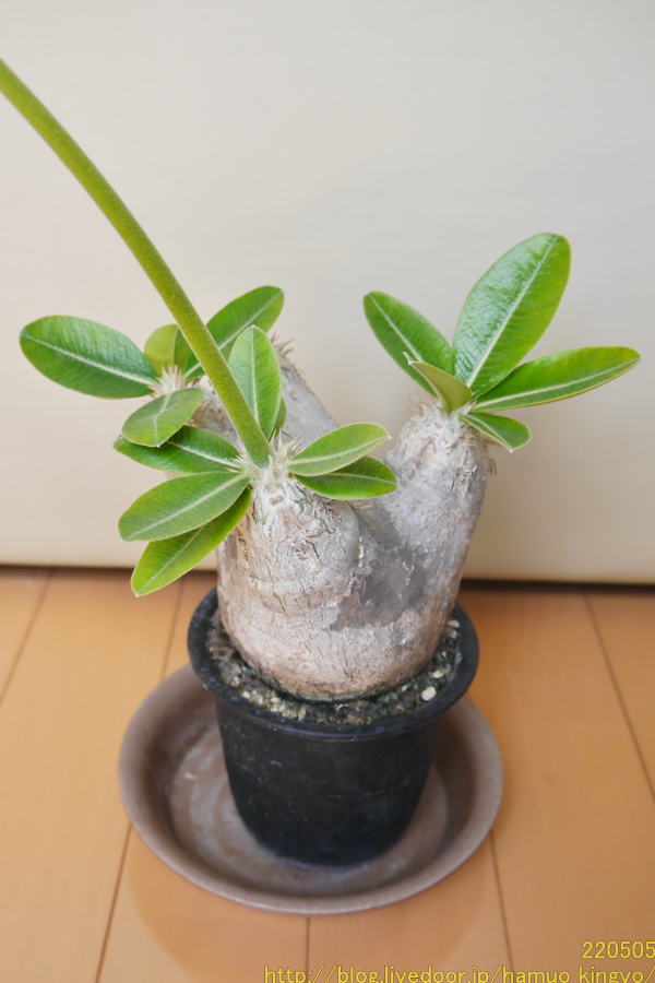 2年待てずに植え替えちゃった．．．（現地球エブレネウム） : ハムオの