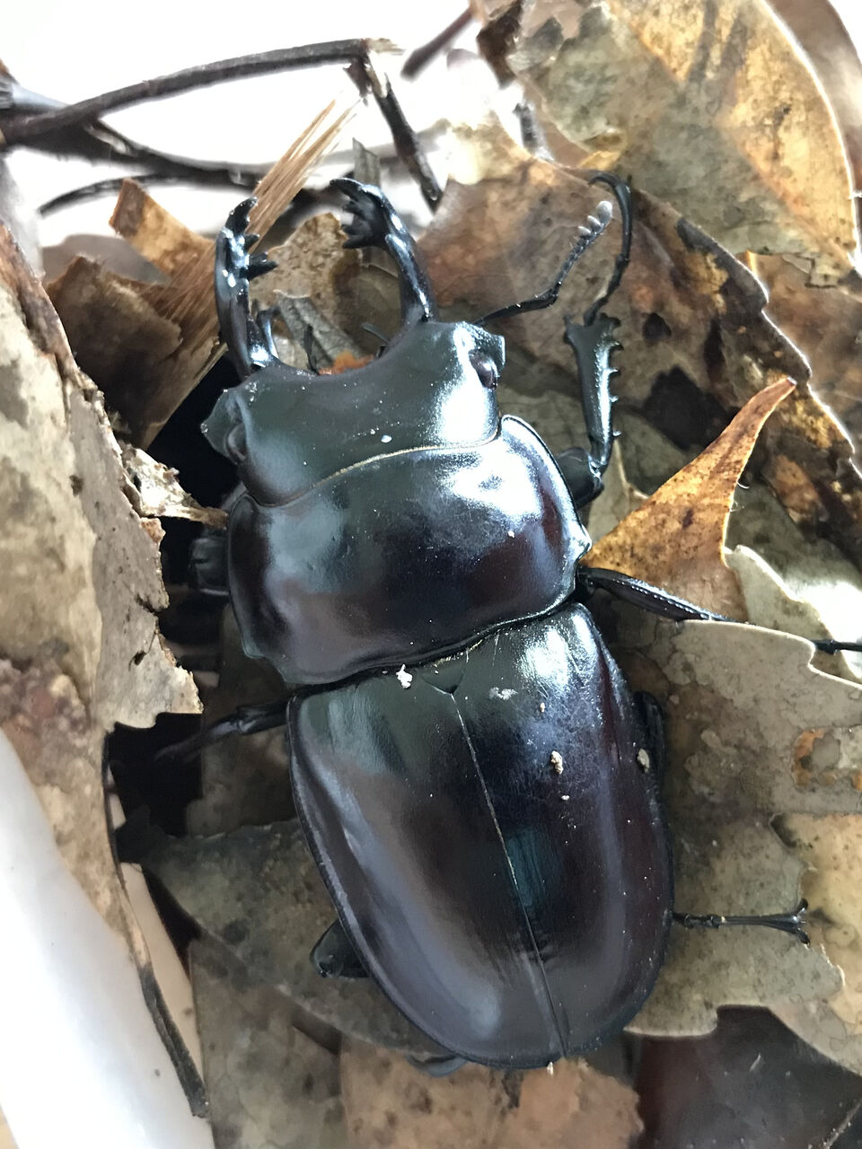 2020年 西表島マルバネクワガタ採集記 : ほっほ：いしとむしとやまの人