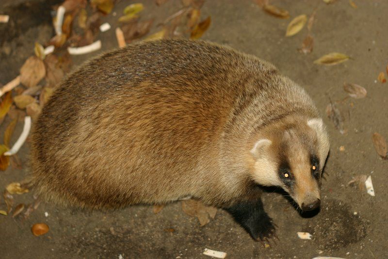 アナグマモグラの仔 絵違い アナグマモグラの仔/Badgermole Cub (全面