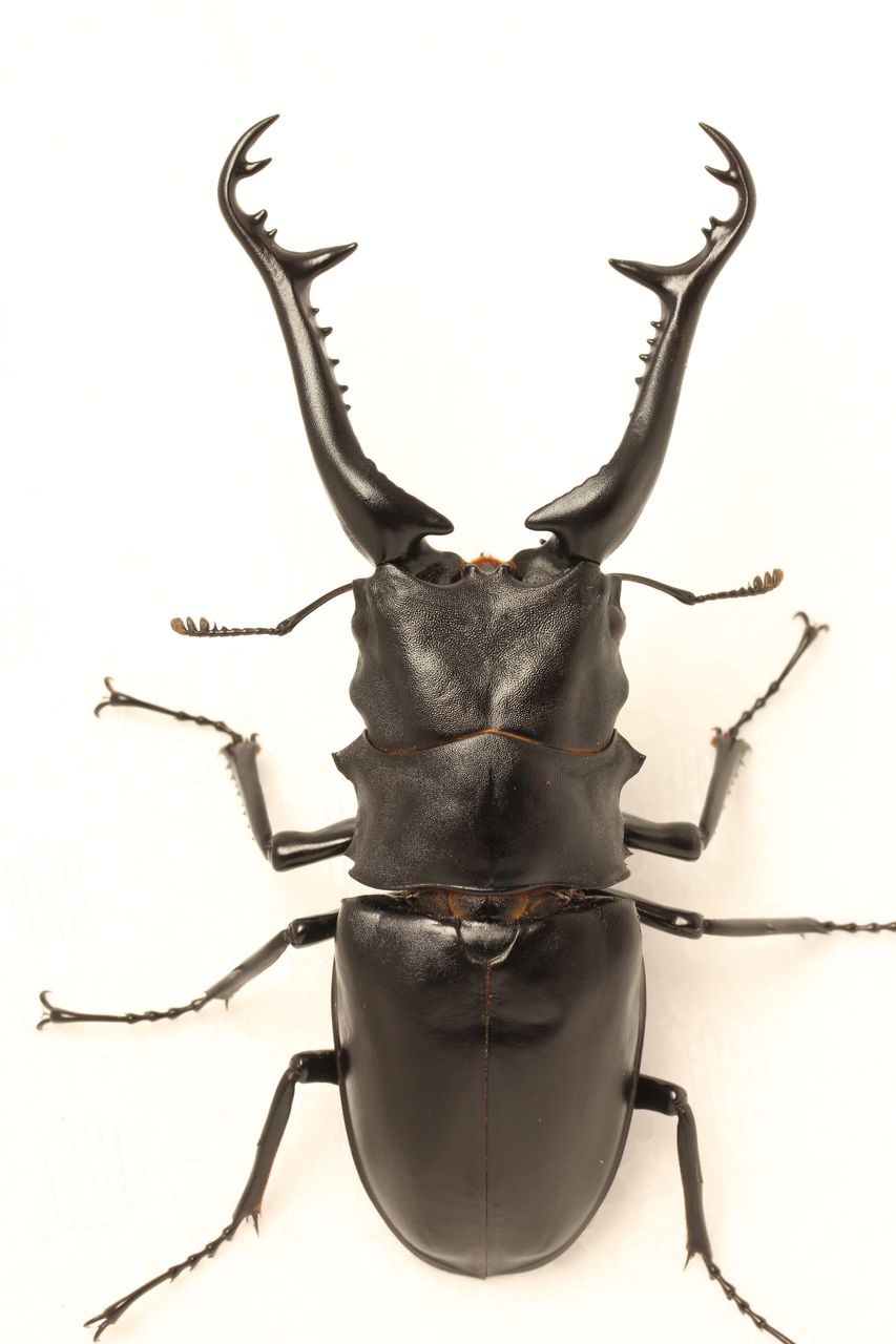 ギラファノコギリクワガタ飼育記(ロンボック産) 羽化 : オオカブトの部屋