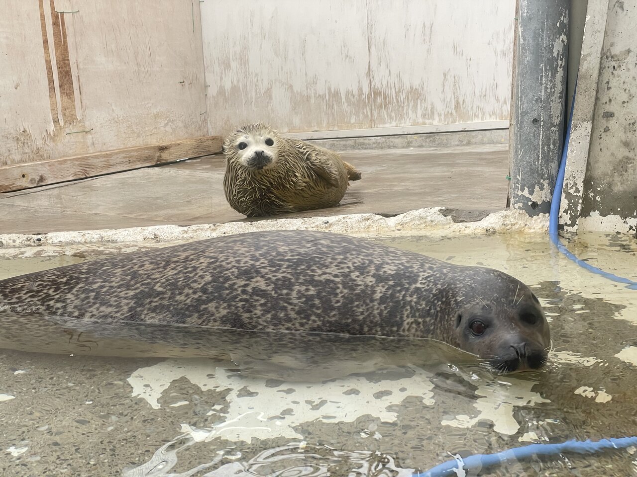 もちもちアザラシ！ : 動物園の一日