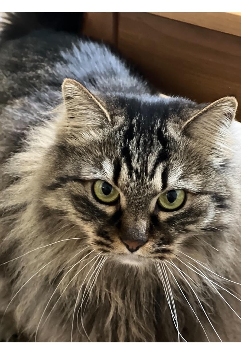 長毛キジトラの女の子(もーちゃん)を探しています