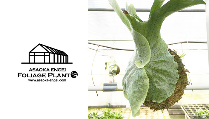 ビカクシダ・スパーバムの育て方 水やり・置き場は？｜植物図鑑