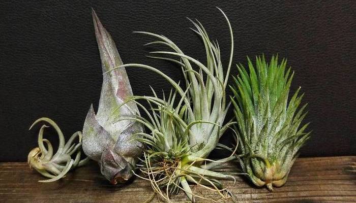 植物好きにジワジワ浸透中！「ブロメリア」って何？ | LOVEGREEN(ラブ