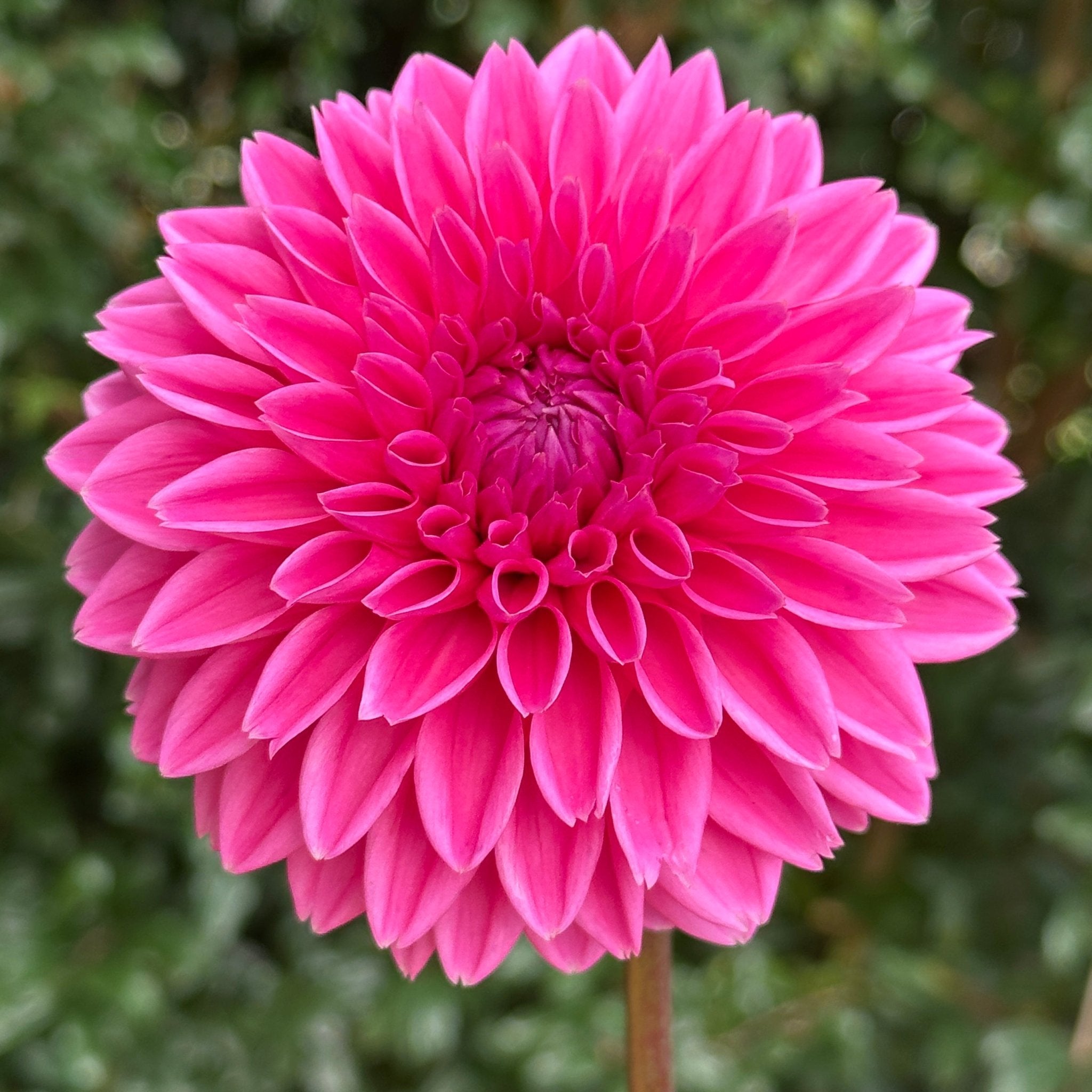 Sandra AKA Pink Sylvia Dahlia Tuber – Love Dahlias