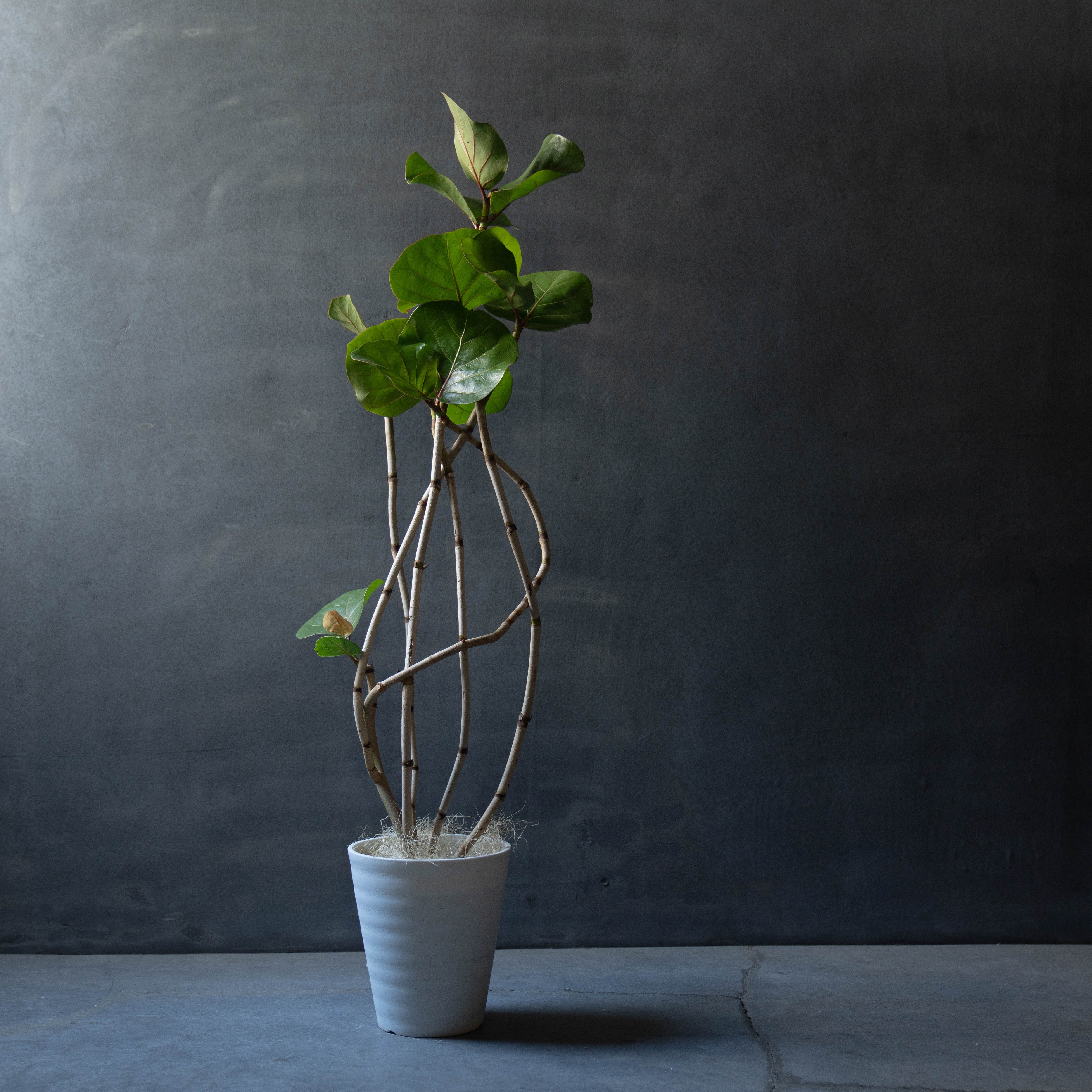 観葉植物 シーグレープ